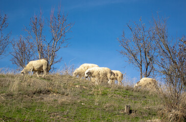 Obraz premium Ovejas españolas en un campo de la sierra con buen tiempo