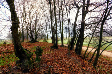 Jesień w Dolinie Narwi, Podlasie, Polska © podlaski49
