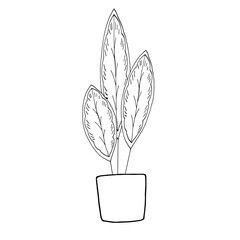 Houseplants in pots. Decoration for the interior of the house, apartment. Plants with leaves in flowerpots. Doodle style vector. Freehand drawing.
