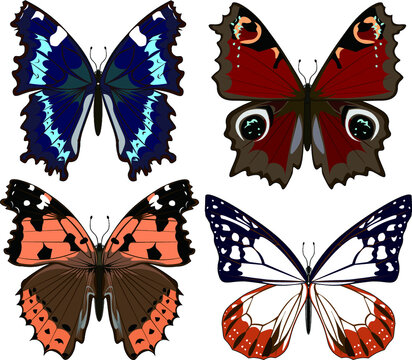 0 Best タテハチョウ科 Images Stock Photos Vectors Adobe Stock