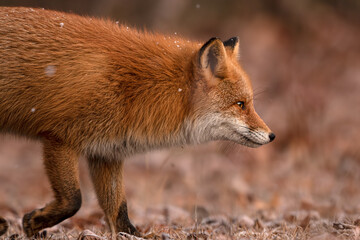 キタキツネ　夕暮れ　北海道