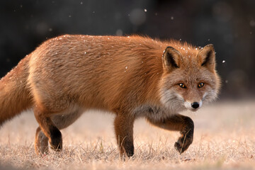 キタキツネ　夕暮れ　北海道