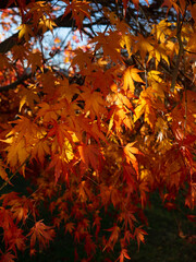 autumn leaves background
