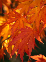 red maple leaves