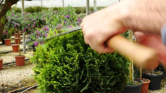 Giardinere che modella una pianta con le forbici

