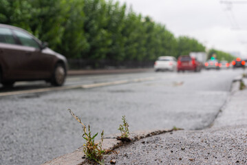 conceptual photograph of grass sprouting through cracks in asphalt and concrete blocks on the side of a road in a city during rain