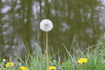 Dandelion Grass Photo