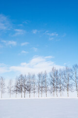 雪の丘の上のシラカバ並木と青空