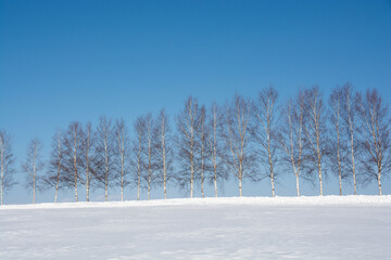 雪の丘の上のシラカバ並木と青空