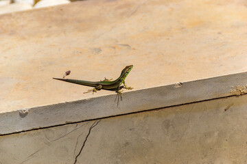 The filfola lizard or Maltese wall lizard is a species of lizard in the family Lacertidae. 
