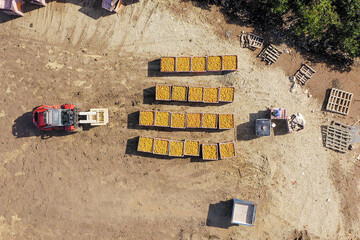 Orange picking loading station with Red Forklift moving a loaded pallet, Aerial view.