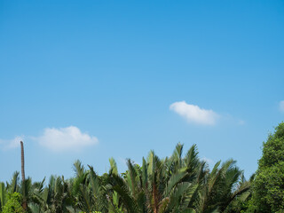 Perspective of many palm trees under bright blue sky, one coconut tree is perennial death with just trunk with no leaves.