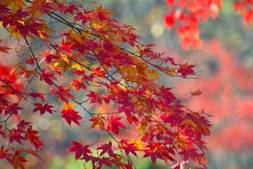 autumn leaves in the forest