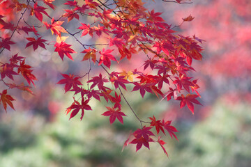 red maple leaves in autumn
