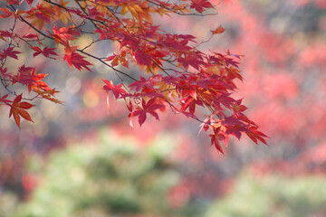 red autumn leaves