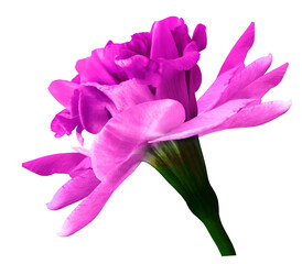 Narcissus  pink-purple flower isolated on white background with clipping path. Close-up. Side view. Nature.