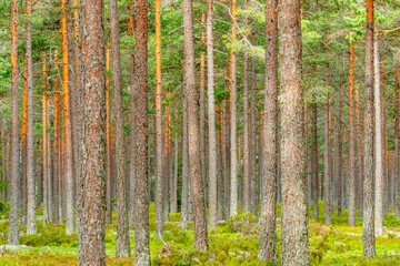 Obraz premium Lot of Pine tree trunks in a woodland