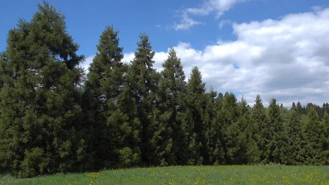 Reihe junger Mammutb&auml;ume an einer Wiese mit wilden Sommerblumen 
