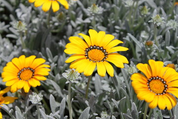 Yellow daisies