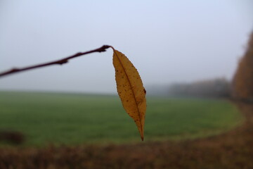 Leaf in the fog