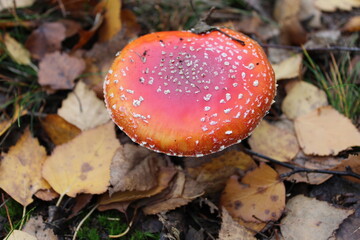 Red mushroom in the forest
