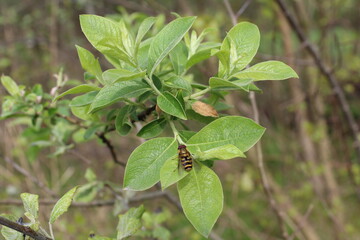 Bee on leaf photo