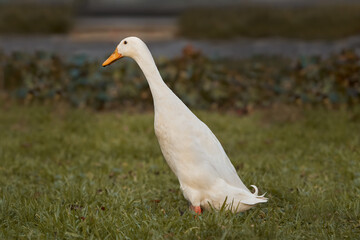 White Indian runner duck in the grass