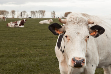 Naklejka na ściany i meble Cows in a field