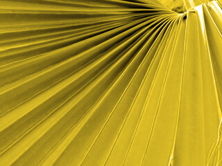 One yellow colored large palm frond shooted close-up full frame. 4X3 format photography with yellow filter.