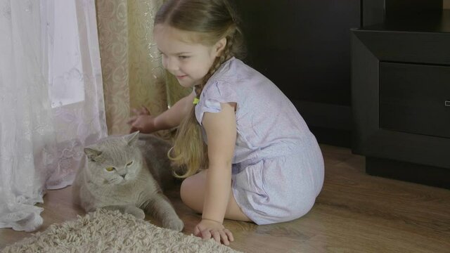 Portrait of a small cute child that embraces with tenderness and love a big fluffy and lazy  british cat and smiles with happiness.