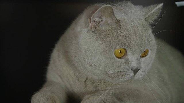 Big fluffy and playful cat playing with a toy at home. Cat playing and hunting.