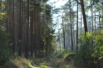 Footpath in the forest photo