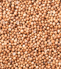 Coriander seeds isolated on white background