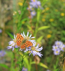 花にとまったキタテハ