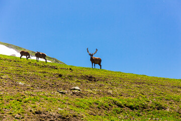 Beautiful mountain landscape with wild deers at Caucasus mountains.