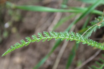Close up grass photo