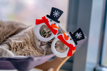 The cat lies on a kitten lounger in Christmas glasses with snowmen in a red scarf and a black hat looking big eyes through glasses, New Year's cat