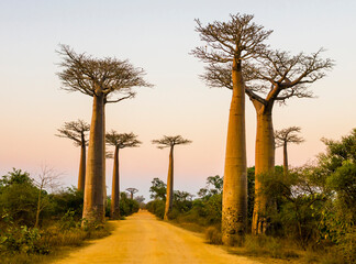 Fototapeta na wymiar Scenic view of Baobab Avenue at dusk, with majestic silhouette of trees in foreground, Morondava, Madagascar 