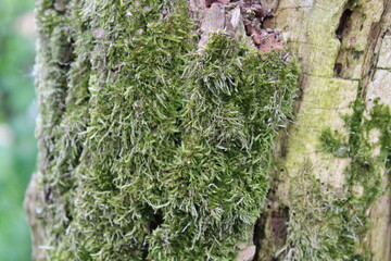 Moss on tree photo