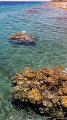 beautiful corals on the red sea in Israel