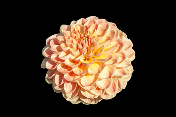 Dahlia 'Texas Moon' a pink summer autumn pompom flower tuber plant cut out and isolated on a black background, stock photo image