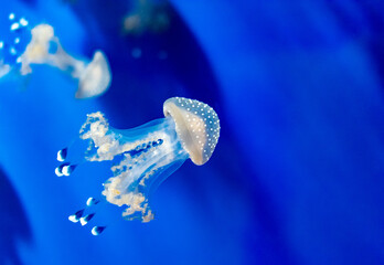 Italy, Liguria, Genova - 4 July 2020 - View of a beautiful jellyfish