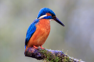 Tree branch with hunting kingfisher
