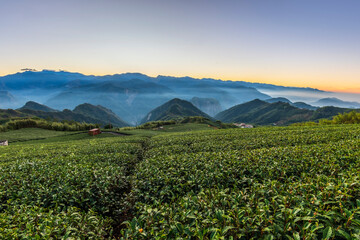 Fototapeta na wymiar Tea garden in Alisan of Taiwan