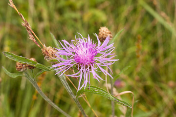 Meadow cornflower (Centaurea jacea). Lilac pink flower on green grass background