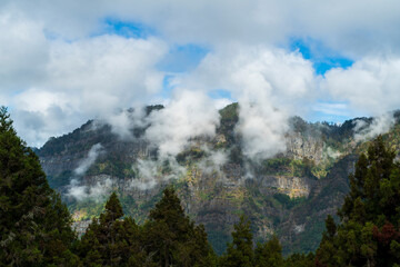Tea garden in Alishan