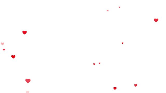 Red heart Valentines petals falling animation on the white background