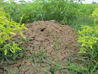 Wild grass looks beautiful with green and yellow leaves that grow in tropical places with clear skies