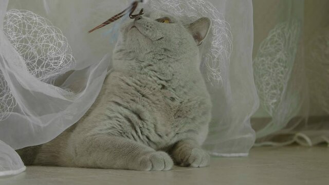 Big fluffy and playful cat playing with a toy at home. Сat peeking out the curtains. Cat playing and hunting.Cat looking funny. 