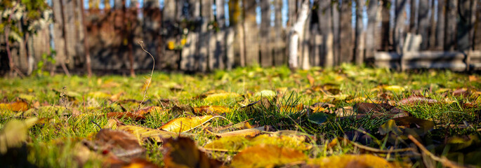 Fallen autumn leaves on green grass